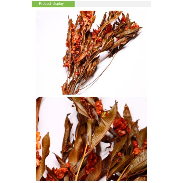 Natural Green Preserved Eucalyptus Leaves Real Touch Feel & Eco Friendly