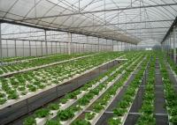 Sistema de hidroponía NFT de alta densidad Control automático del ciclo de cosecha rápida