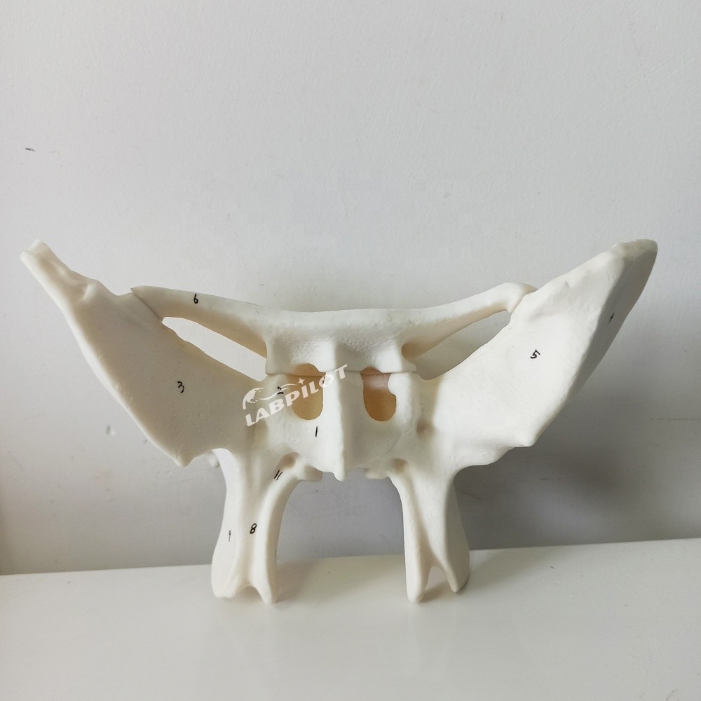 Amplified Alar Bone Sphenoid Bone Detailed Anatomy Structures Model for Medical Study