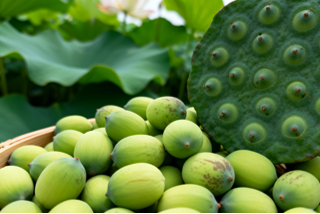Organic Lotus Seeds (250g)