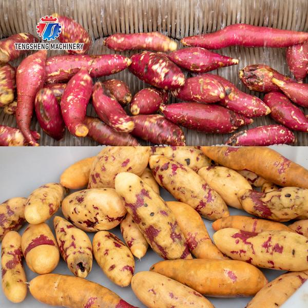 Lavagem da batata de SUS304 1.5KW e raiz Veg do bulbo da máquina de descascamento