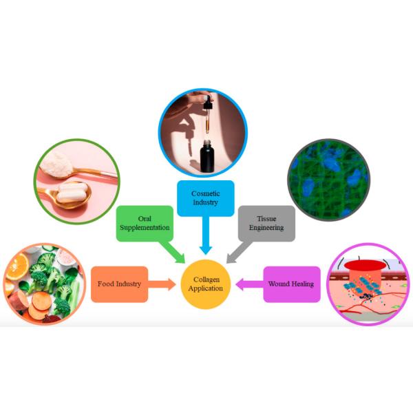 24 mois Durée de conservation Poudre de collagène pur de qualité cosmétique pour la régénération du collagène