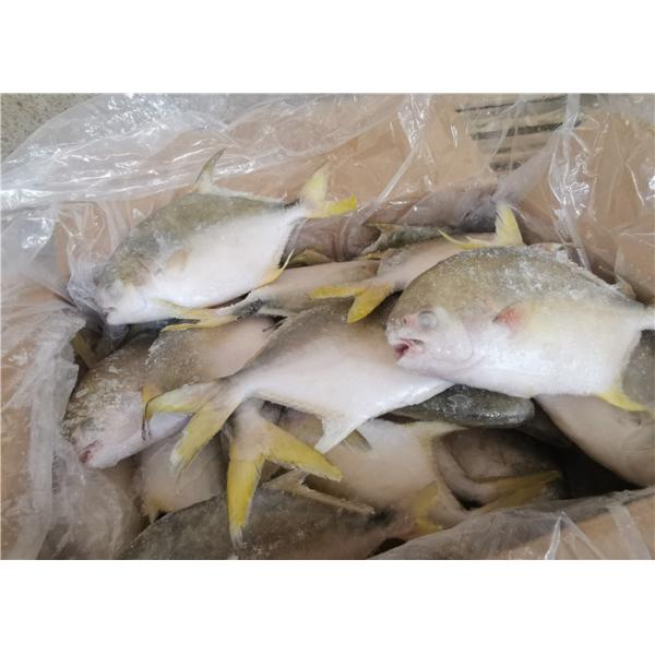 Рыбы Pompano всего гистамина круга 300G 400G 3ppm замороженные