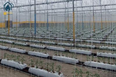 Cocopeat Hydroponic Grow Trough Systems For Growing Roses Tomatos Vegetables