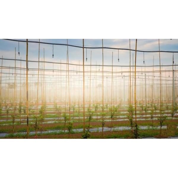 Liquid 5%Organic Calcium And 2% Organic Nitrogen Enzymatic Amino Acid Organic Fertilizer