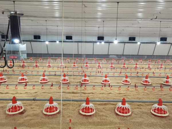 Hot Dip Galvanized Metal Steel Broiler Layer Poultry House With Automatic Brooding Equipment