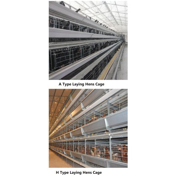 клетка сельского хозяйства слоя 380/220V, цыпленок Q235 кладя клетку яя