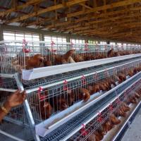 El pollo de la capa del huevo de 120 128 160 pájaros enjaula un tipo para Suráfrica Kenia
