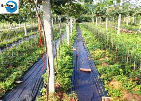PP Woven Weed Barrier Control Sulzer Weed Mat Ground Black Cover Fabric in Garden / Greenhouse