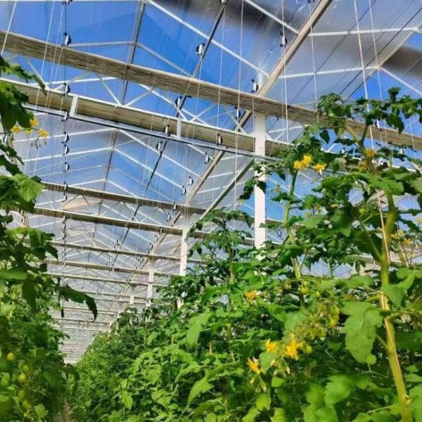 Waterproof Indoor Tomato Venlo Greenhouse Business For Sale  With Hydroponic System Assembly Required Greenhouse