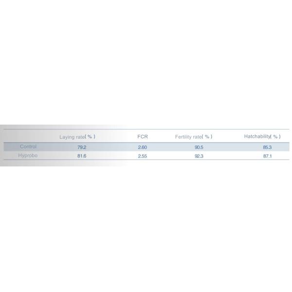 Blend Powder 200g/MT Probiotics For Animal Breeding Bird