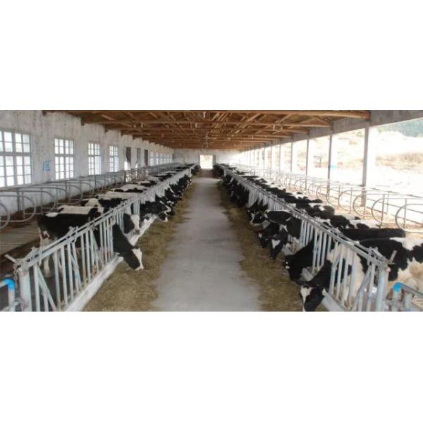 Safety Steel Structure Cow Shed House Agricultural Farm Steel Building