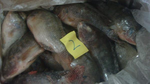 Frozen Tilapia Whole Round Size 300-500