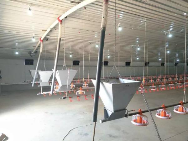 Poultry Equipment Chicken Feeders Drinkers Poultry Automatic Animal Feeders Chicken Feeder