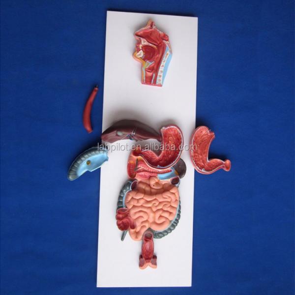 Anatomical Demonstration Relief Model of Human Digestive System for Medical Education