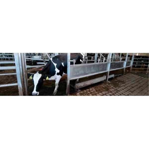 Granjas de ganado de acero fácil de instalar Edificio de granja de vacas prefabricado