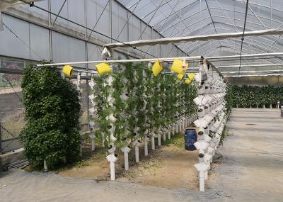 Multi Tier NFT Hydroponics System Strong Adaptability For High Density Planting