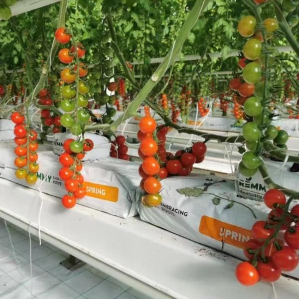 Profile de aluminio estructura de acero de invernadero tipo Venlo para plantaciones agrícolas