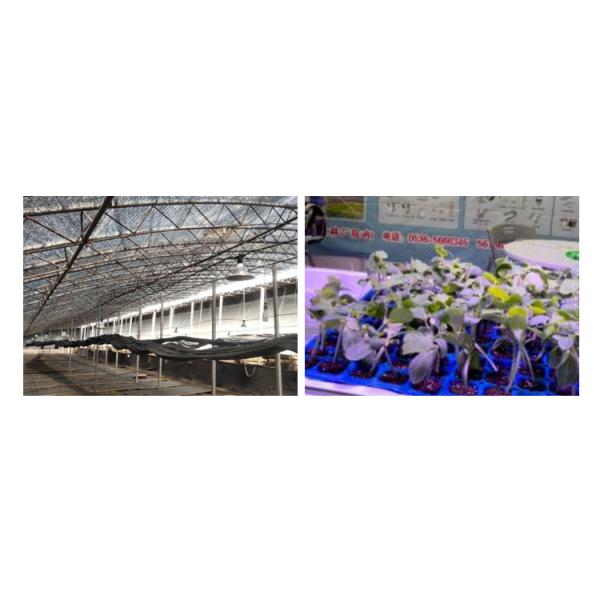 Тепличные насаждения 36W/50W полный спектр светодиодный свет с высокой световой эффективностью