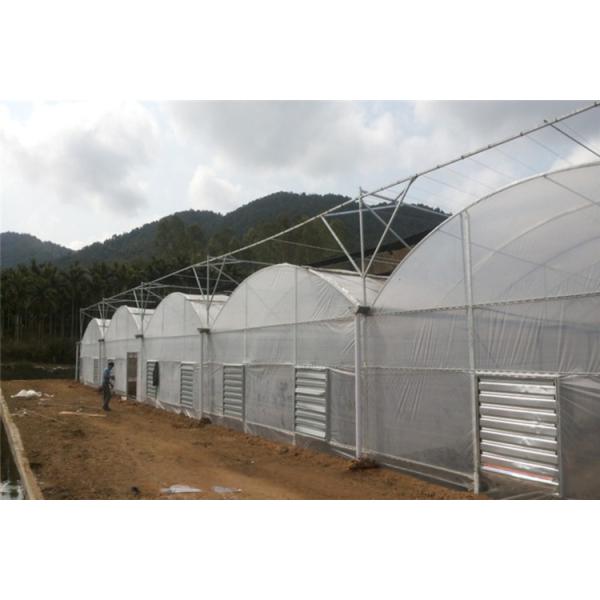4.0-8.0M Height Agriculture Multi Span Plastic Film Greenhouse For Tomato Turnkey Project
