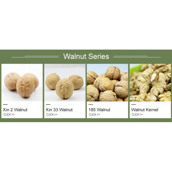 Свежие сырые Синьцзян 185 Орех светлый янтарный цвет в оболочке оптовая цена для продажи Amazon's самые продаваемые продукты