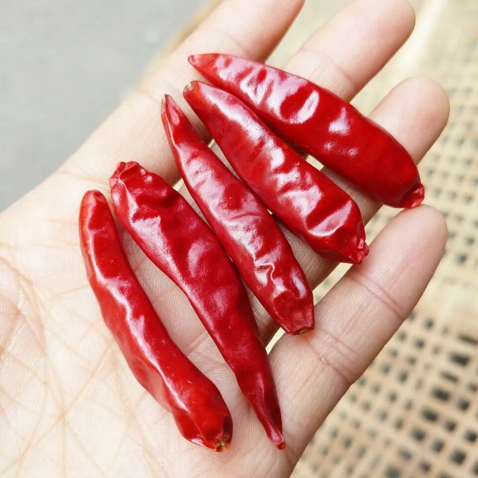 Tien Tsin высушил перцы красных чилей для Szechuan вводит варить в моду ингредиент Kung Pao