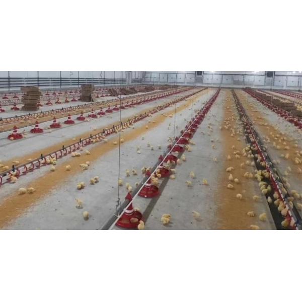 Цепной питаясь цыпленок системы разводя оборудование