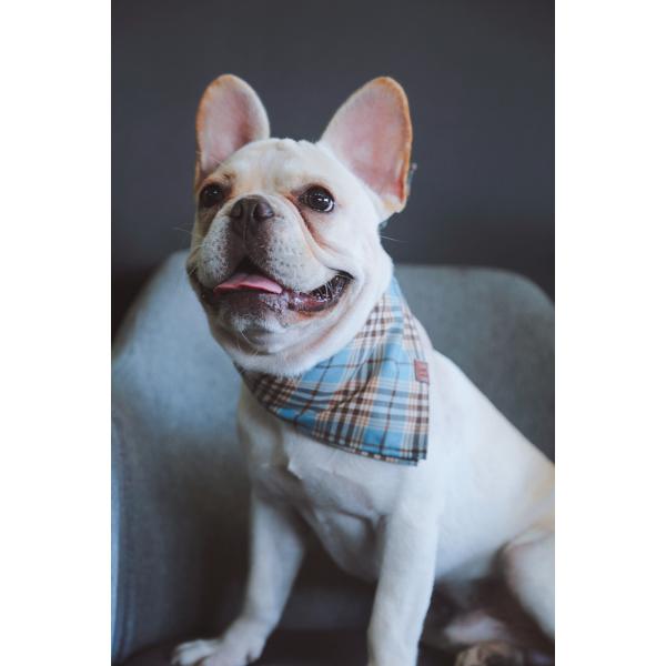 Blue Dog Scarf Collar Puppy Bandana Collar Plaid Cotton