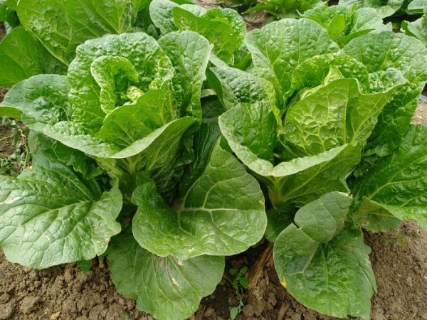 Rich Folic Acid Fresh Green Cabbage For Frying , Simmering And Mixing