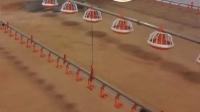 Sistema automatizado de alimentación de bandejas para pollos de engorde Alimentador de cadena para aves de corral