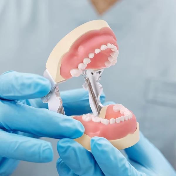 Desmontable 24pcs Niños Dentes Dental Modelo de Resina Hecho Entrenamiento Niños Dentes Modelo de práctica