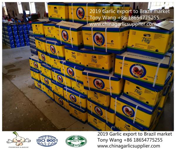 2019 Garlic to Brazil; normal white garlic with 10kg mesh bag.