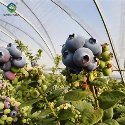 Sainpoly Agriculture Greenhouse Steel Structure Greenhouse Customized Color