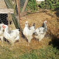 Fil Mesh Hexagonal Pvc Normal Twisted du poulet BWG18 de fer galvanisé