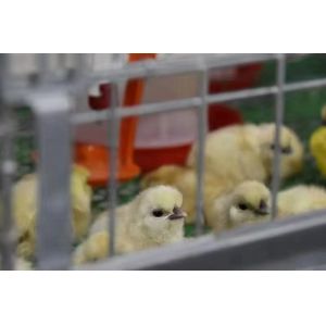 Elliptical Feeding Hole Chick Rearing And Cage Equipment Inward Push Cage Door