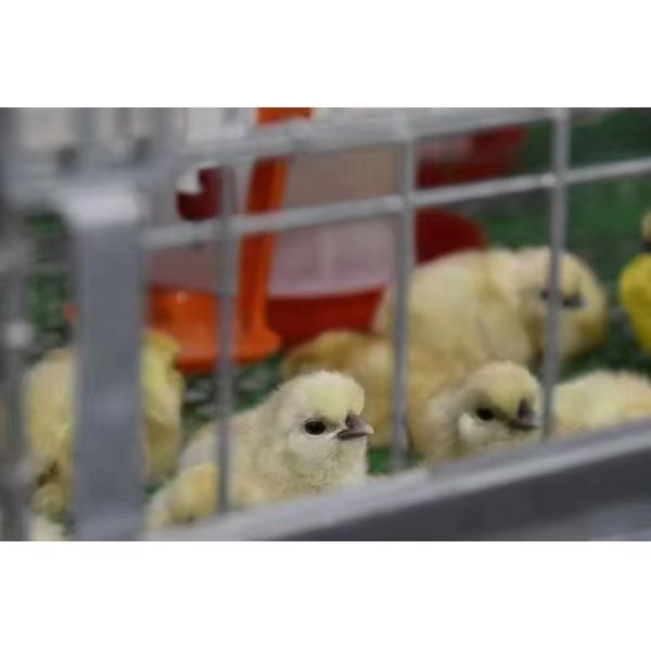 Elliptical Feeding Hole Chick Rearing And Cage Equipment Inward Push Cage Door