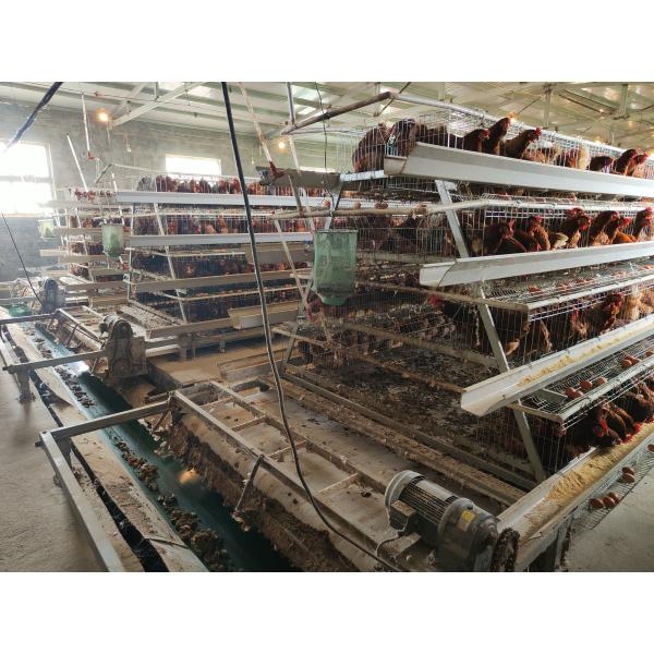 160 Birds A Type Poultry Battery Chicken Layer Cages System For 10000 Birds