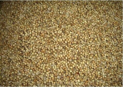 FDA Approval white coriander seed with hand selected , 2013 year new crop