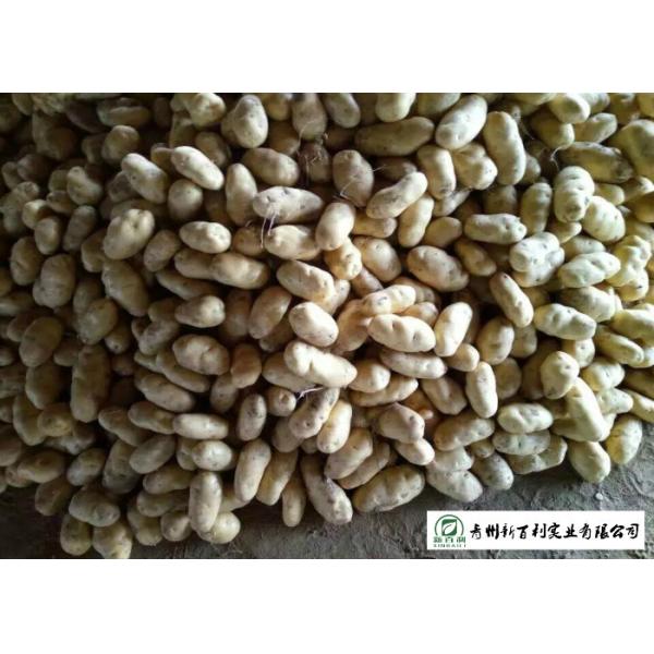 Small Size Fresh Potato 100 G - 200 G Supply To Wholesaler And Supermarket