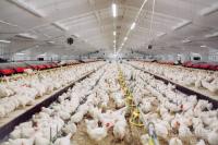 Armazém de Edifício de Fábrica de Estrutura de Aço de Alta Qualidade Resistente ao Vento