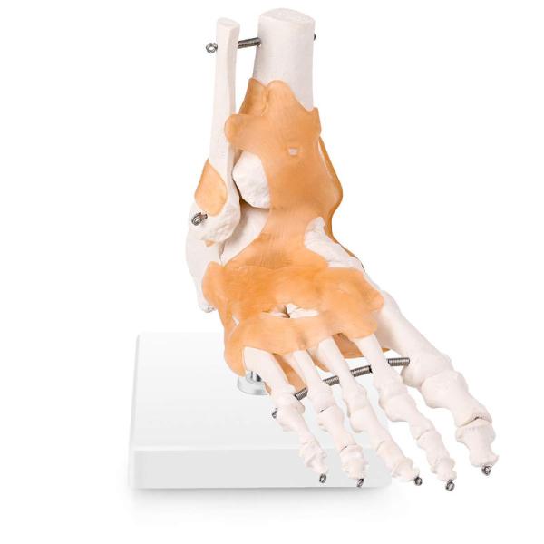 Life Size Medical Anatomy Human Foot Skeleton Model For Medical Study