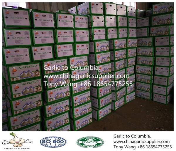 2019 China garlic to Columbia. new crop with good price.