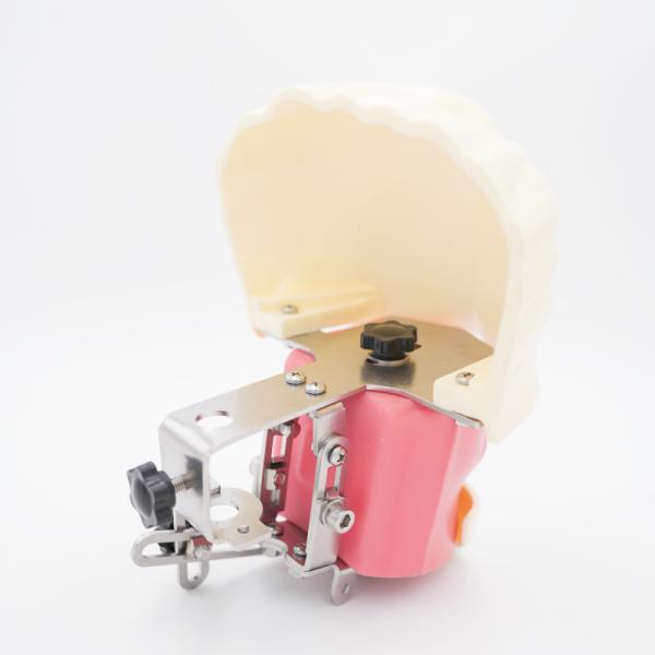 Advanced Oral Phantom Head Dental Teaching Head Model Dental School Desktop Practice Dental Training Simulator
