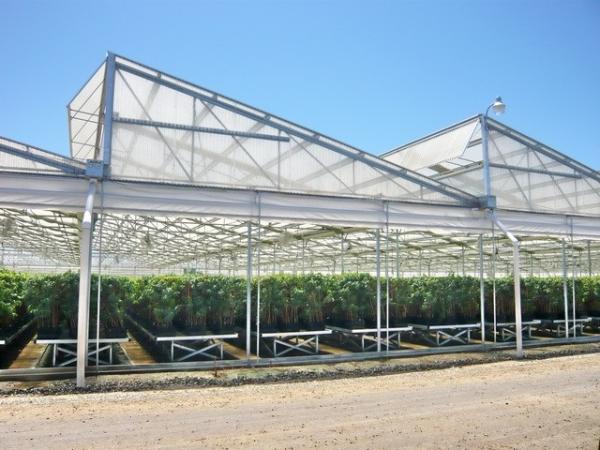 Multi Span Plastic Film Greenhouse 10X30m With Zinc Coating Frame