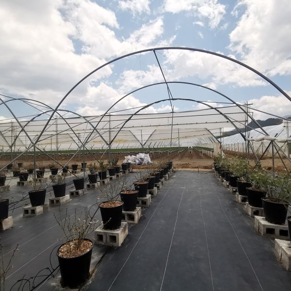 Single Layer Rain Shelter Greenhouse with Small Spire Top or Round Top for Grape and Cherry Cultivation