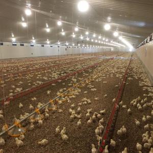 Système de plancher de viande et de poulet durable avec résistance à la