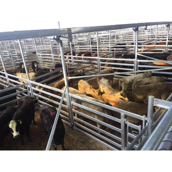 Rot Proof Heavy Duty Cattle Panel 40x40mm Square Galvanized Tube Livestock