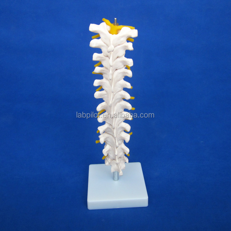 Educational Spine Model Thoracic Spinal Column with Nerves and Intervertebral Discs