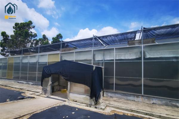 Commercial Herb Cultivation Polycarbonate Green House For Organic Vegetable Farming