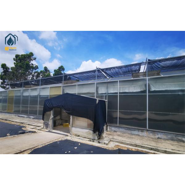 Commercial Polycarbonate Greenhouse Durable Metal Framed Greenhouse For Organic Vegetable Farming